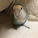 コザクラインコ里親募集