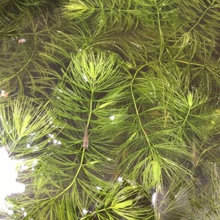 めだかと水草　今年生まれの稚魚と成魚(多数います）