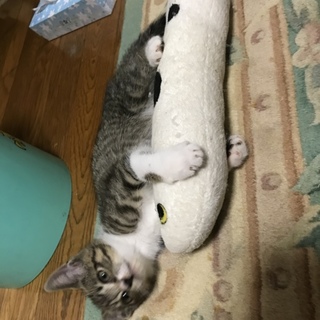 元気な子猫
