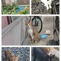 みなしごになった猫たち 預かり先、里親募集！！