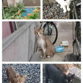 みなしごになった猫たち 預かり先、里親募集！！
