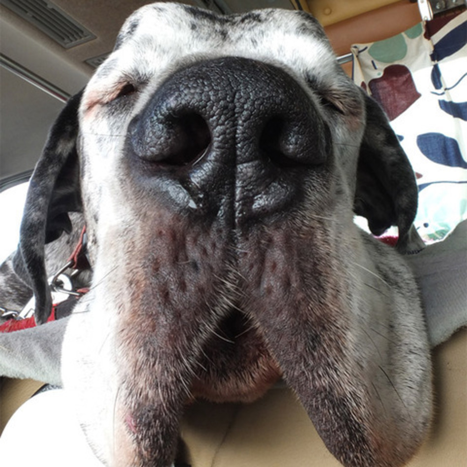 りぼんのカバー写真