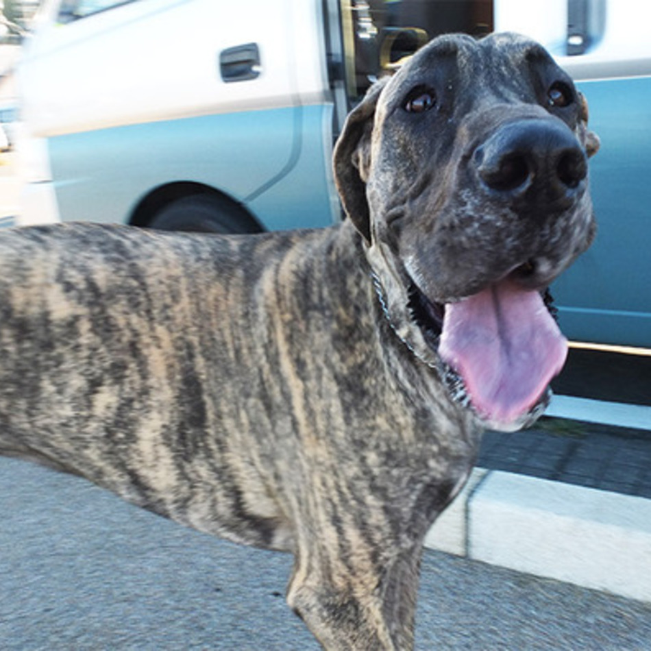 さくらのカバー写真