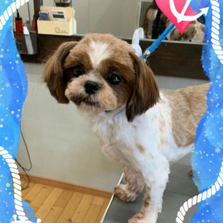 しっぽパタパタ　美犬なルイスちゃん♪