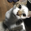 とても甘えんぼなメス猫ちゃん