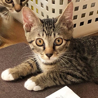 活発で食いしん坊な一太郎くんです♪