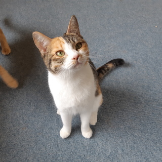 【多頭案件】小町(こまち)★ゴロゴロ美猫さん