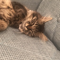 ベル