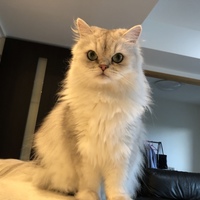 チビタ