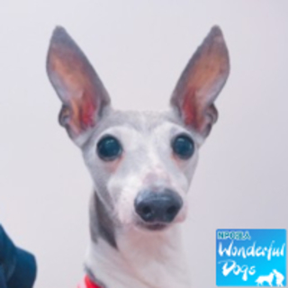 「篤姫」イタグレ♀