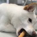 淡茶柴犬「櫻子」