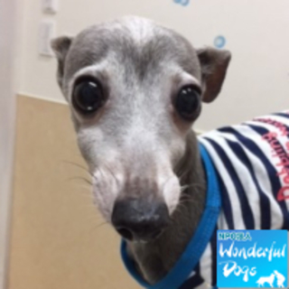 「龍馬」イタグレ♂