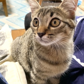 (募集保留中)遊び好きなキジトラ女の子です