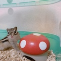 シマリス(二郎くん)