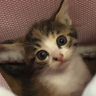 お目目クリクリお転婆娘！スミレちゃん綺麗な三毛猫