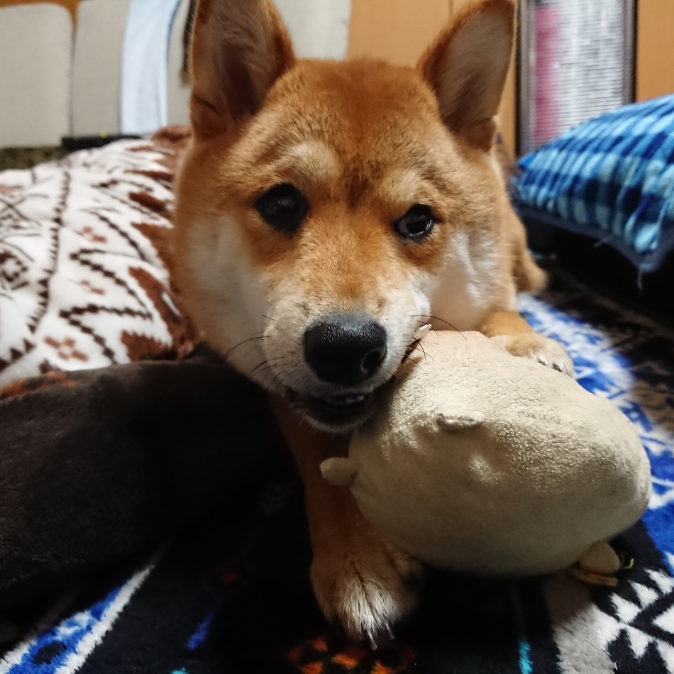 つぼみのカバー写真