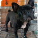 フレンチブルドッグのクロちゃん