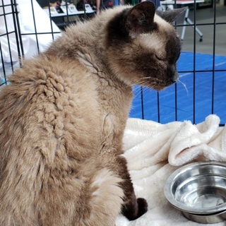 飼い主センター持ち込み、10才シャム系の女の子です