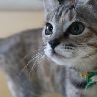 チョット人見知りな「しそ」ちゃん