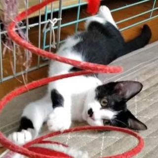 穏やかで可愛い白黒ちゃん♪