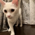白猫のみことちゃん1歳