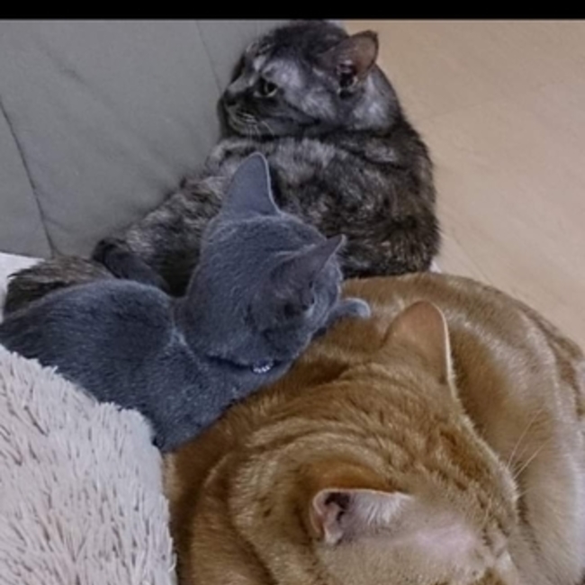 とらきちちゃのカバー写真