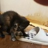 子猫の里親様募集します。2 サムネイル3