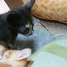 子猫の里親様募集します。2 サムネイル4