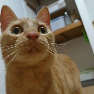 茶トラ 茶々丸
