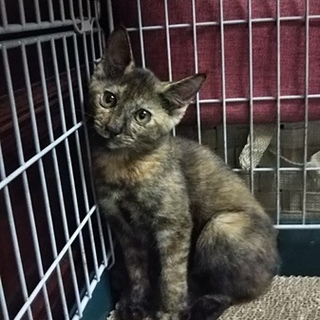 サビ猫