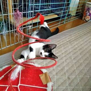 ３ヶ月  優しい性格の女の子です。