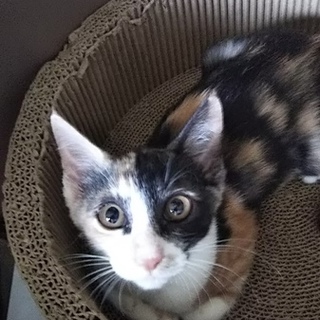 三毛猫