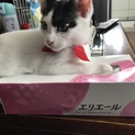 白黒ハチワレ4ヶ月子猫