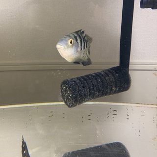 レッドシクリッド