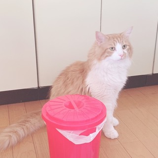 ふわふわのノルウェージャン