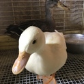 コールダック、マガモ