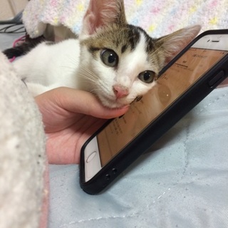 甘えん坊のミケ