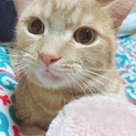 らいくん 3歳 マンチカン