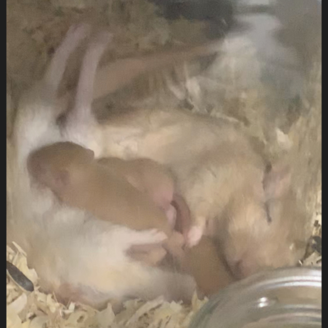 ゆりしゃのカバー写真