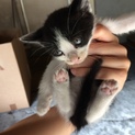 とっても可愛い子猫