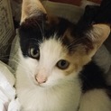 お鼻がピンクで可愛い三毛の子猫♥️