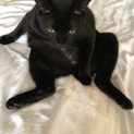 黒猫幸運の鍵シッポ 元気な4歳