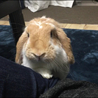 生もみじ