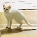 おてんばな白い美猫♥️