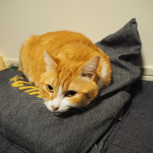 1380のカバー写真
