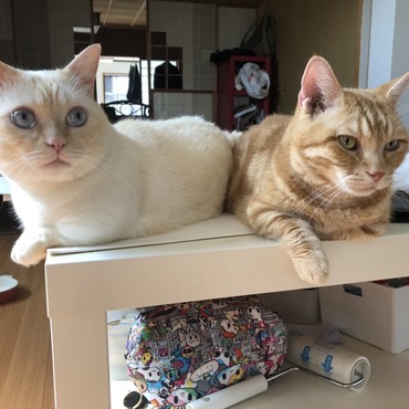 僕たち仲良しやよ。