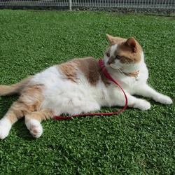 里親になって4年になりました