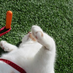 「里親になって4年になりました」サムネイル3