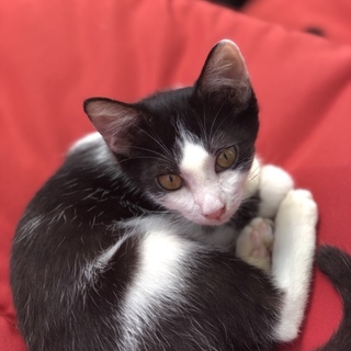 保護猫です。どうか家族に迎えて下さい。