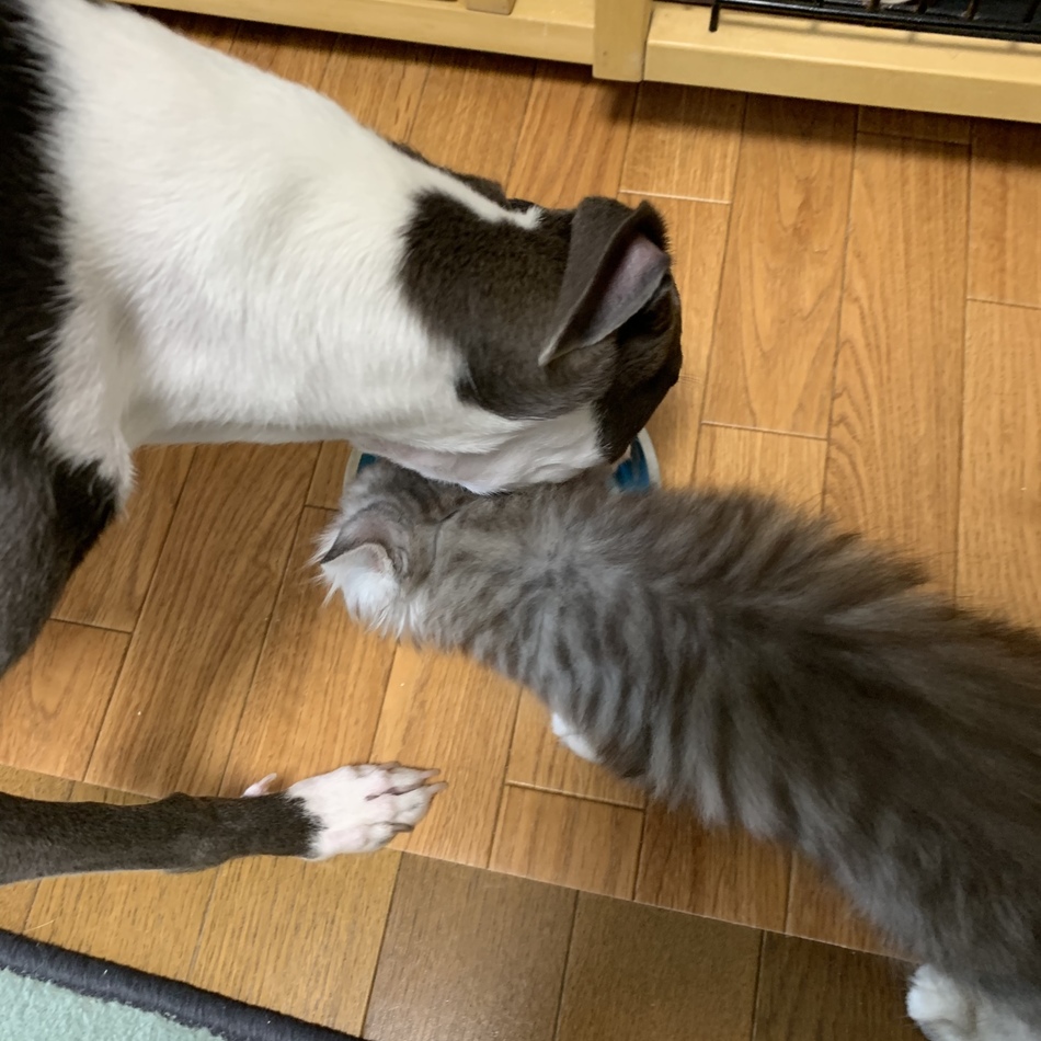 麦のカバー写真